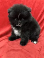 Linda, a female Pomeranian for sale in Valencia, CA – Photo 6 of 10