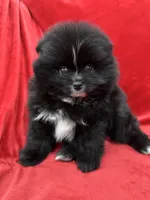 Linda, a female Pomeranian for sale in Valencia, CA – Photo 7 of 10