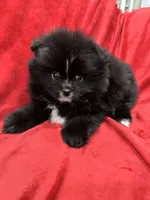 Linda, a female Pomeranian for sale in Valencia, CA – Photo 9 of 10