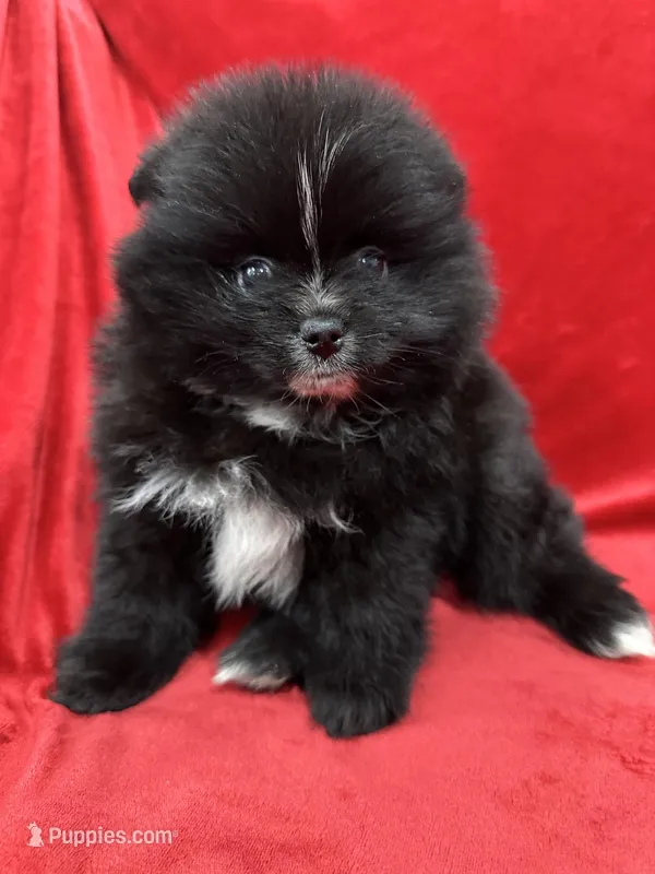 Linda, a female Pomeranian for sale in Valencia, CA – Photo 1 of 10