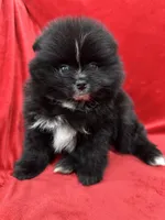 Linda, a female Pomeranian for sale in Valencia, CA – Photo 1 of 10