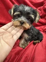 Mila, a female Yorkshire Terrier for sale in Valencia, CA – 2 of 9