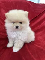 Jordi, a male Pomeranian for sale in Valencia, CA – 5 of 10