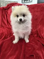 Arnold, a male Pomeranian for sale in Valencia, CA – 8 of 10