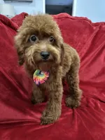 Sammy, a male Poodle - Toy  for sale in Valencia, CA – 9 of 10