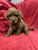 Maxi , a male Maltipoo for sale in Valencia, CA – 8 of 10