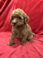 Cooper, a male Poodle - Toy  for sale in Valencia, CA – 5 of 10