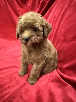 Cooper, a male Poodle - Toy  for sale in Valencia, CA – 9 of 10