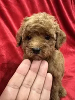 Cooper, a male Poodle - Toy  for sale in Valencia, CA – 1 of 10