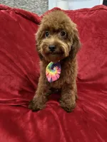 Sammy, a male Poodle - Toy  for sale in Valencia, CA – 7 of 10
