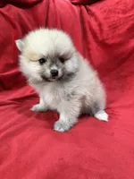 Arnold, a male Pomeranian for sale in Valencia, CA – 2 of 10