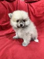 Arnold, a male Pomeranian for sale in Valencia, CA – 1 of 10