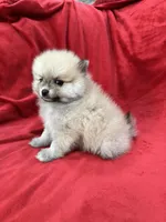 Arnold, a male Pomeranian for sale in Valencia, CA – 6 of 10