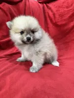 Arnold, a male Pomeranian for sale in Valencia, CA – 9 of 10