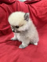 Arnold, a male Pomeranian for sale in Valencia, CA – 7 of 10