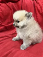 Arnold, a male Pomeranian for sale in Valencia, CA – 5 of 10