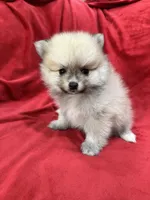 Arnold, a male Pomeranian for sale in Valencia, CA – 8 of 10