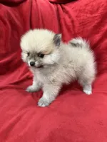 Arnold, a male Pomeranian for sale in Valencia, CA – 10 of 10