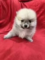Arnold, a male Pomeranian for sale in Valencia, CA – 4 of 10