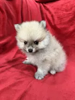 Arnold, a male Pomeranian for sale in Valencia, CA – 3 of 10