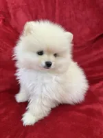 Benji, a male Pomeranian for sale in Valencia, CA – 4 of 10