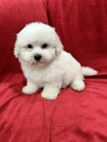 Nina , a female Maltipoo for sale in Valencia, CA – 4 of 9