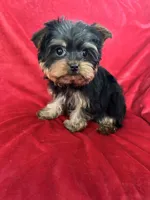 Harry, a male Yorkshire Terrier for sale in Valencia, CA – Photo 6 of 10