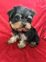 Harry, a male Yorkshire Terrier for sale in Valencia, CA – Photo 1 of 10