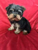 Harry, a male Yorkshire Terrier for sale in Valencia, CA – Photo 7 of 10