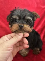 Harry, a male Yorkshire Terrier for sale in Valencia, CA – Photo 2 of 10