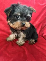Harry, a male Yorkshire Terrier for sale in Valencia, CA – Photo 4 of 10