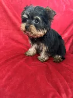 Harry, a male Yorkshire Terrier for sale in Valencia, CA – Photo 5 of 10
