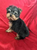 Harry, a male Yorkshire Terrier for sale in Valencia, CA – Photo 3 of 10
