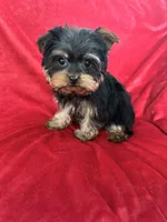 Harry, a male Yorkshire Terrier for sale in Valencia, CA – Photo 10 of 10