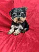 Harry, a male Yorkshire Terrier for sale in Valencia, CA – Photo 9 of 10