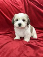 Fiona, a female Shihpoo for sale in Valencia, CA – 9 of 10