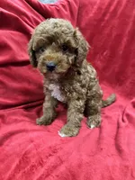 Remi, a female Maltipoo for sale in Valencia, CA – 5 of 9