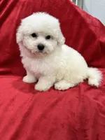 Nina , a female Maltipoo for sale in Valencia, CA – 6 of 9