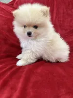Jordi, a male Pomeranian for sale in Valencia, CA – 4 of 10