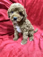 Remi, a female Maltipoo for sale in Valencia, CA – 2 of 9