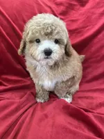 Robert, a male Maltipoo for sale in Valencia, CA – Photo 5 of 10