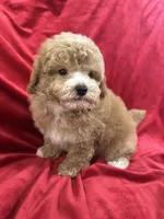 Robert, a male Maltipoo for sale in Valencia, CA – Photo 3 of 10