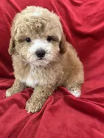 Robert, a male Maltipoo for sale in Valencia, CA – Photo 10 of 10