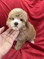 Robert, a male Maltipoo for sale in Valencia, CA – Photo 4 of 10