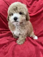 Robert, a male Maltipoo for sale in Valencia, CA – Photo 7 of 10