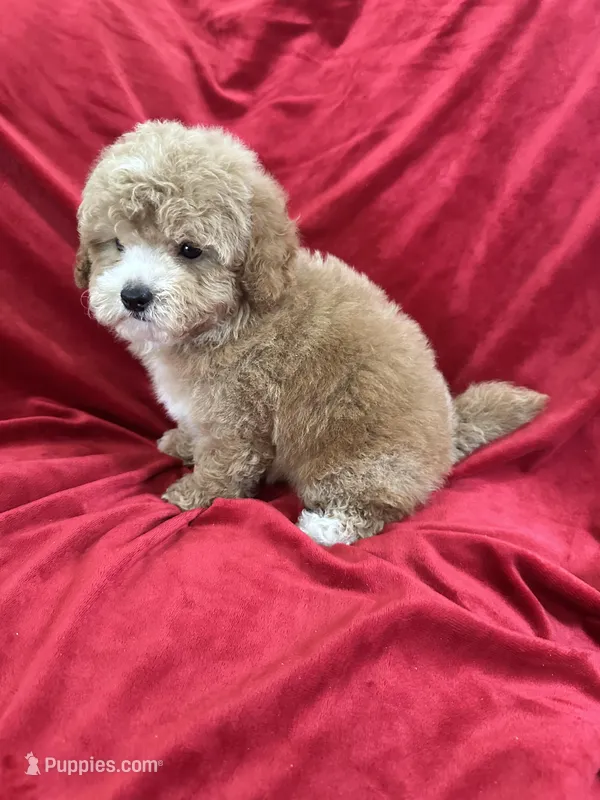 Robert, a male Maltipoo for sale in Valencia, CA – Photo 1 of 10
