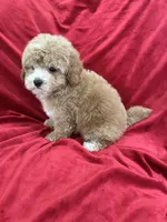 Robert, a male Maltipoo for sale in Valencia, CA – Photo 1 of 10