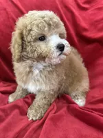Robert, a male Maltipoo for sale in Valencia, CA – Photo 9 of 10