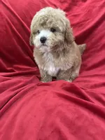 Robert, a male Maltipoo for sale in Valencia, CA – Photo 6 of 10