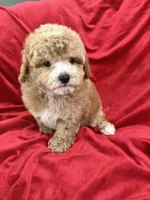 Robert, a male Maltipoo for sale in Valencia, CA – Photo 8 of 10